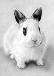 Bunny by balloonfactory