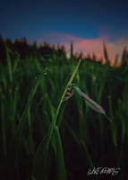 Damselfly by Purpleskulls
