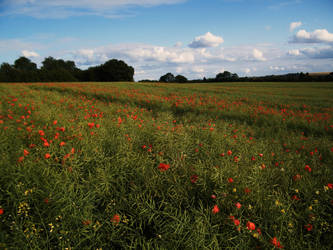 Poppy field 9 by The-strawberry-tree