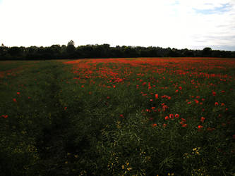 Poppy field 10 by The-strawberry-tree