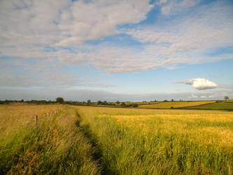 Fieldy goodness 1 by The-strawberry-tree