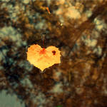 Fall Reflections. by xXcherushiiXx