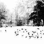I'll fly away. by xXcherushiiXx