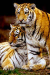 Two Tiger Cubs 2 by Art-Photo