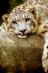 Snow Leopard by Art-Photo