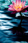 Water Lilly 5 by Art-Photo