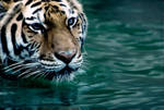 Tiger in Water 3 by Art-Photo