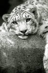 Snow Leopard 9 by Art-Photo