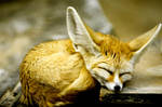 Fennec Fox by Art-Photo