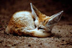 Fennec Fox 2 by Art-Photo