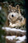 Mexican Wolf 10 by Art-Photo