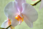Orchid 40 by Art-Photo
