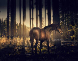 Alone by aeriiea Alone by aeriiea