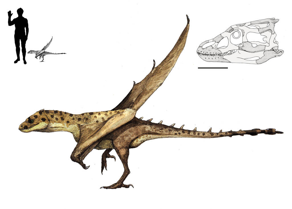 Brutodens inexpectatus by Hyrotrioskjan