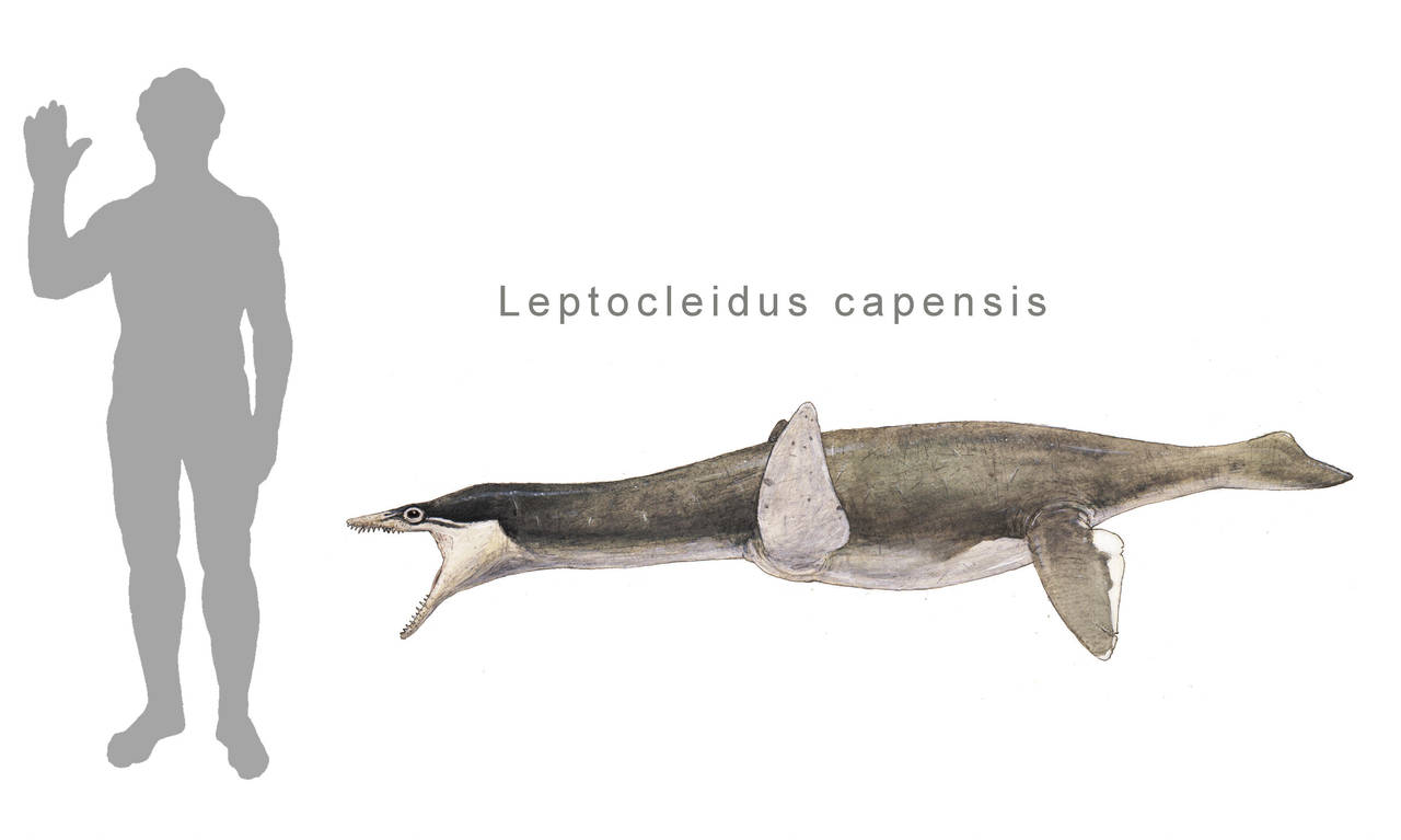 Leptocleidus capensis by Hyrotrioskjan