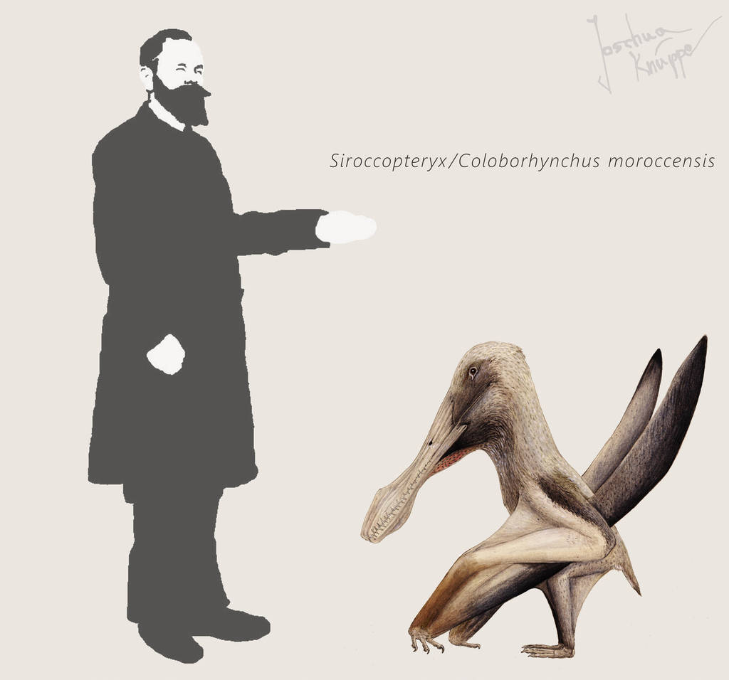 Siroccopteryx/Coloborhynchus by Hyrotrioskjan