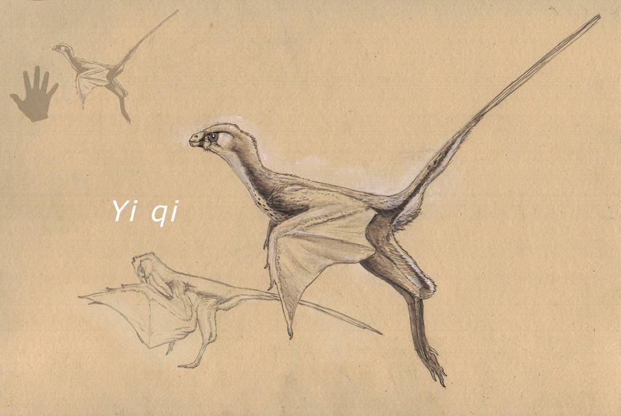 Yi qi by Hyrotrioskjan