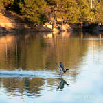 Requesting Permission to Land by Piddling