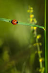 Ladybug Junction by Piddling