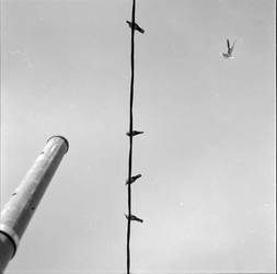 The Great Escape by Piddling