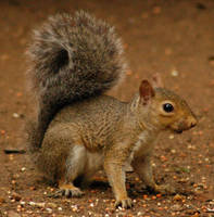 SQ-8 by SalsolaStock