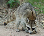 Raccoon 2 by SalsolaStock