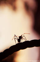 : Ant by RBS-Tapitapeh