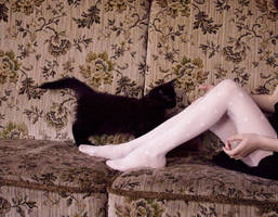 legscats by amazingmerry