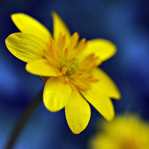 Yellow by InLightImagery