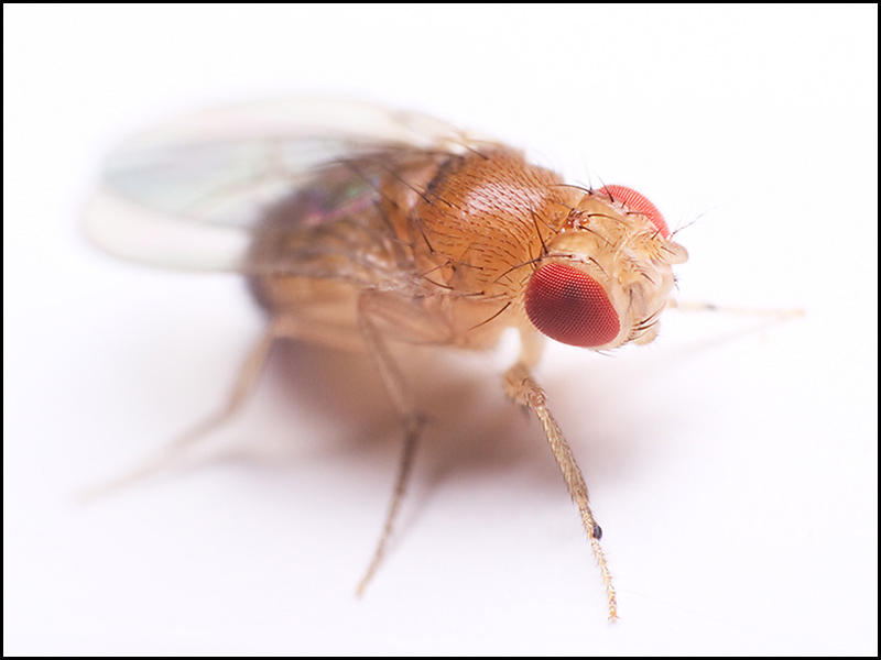 fruit fly by graemo