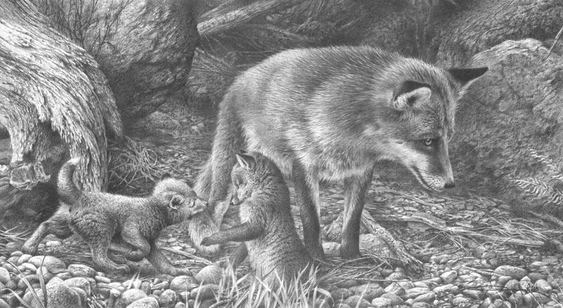 Red Fox Study by denismayerjr