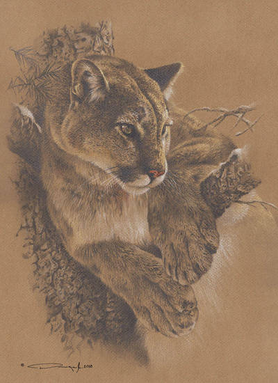 Cougar Study by denismayerjr