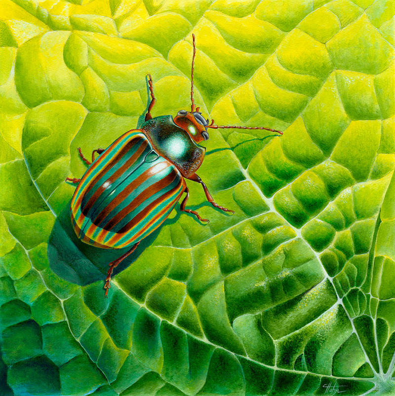 Bob the bug by Heliocyan