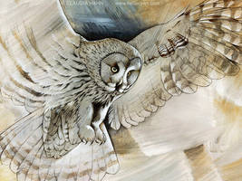 Barn owl series - 3 by shvau4 on DeviantArt