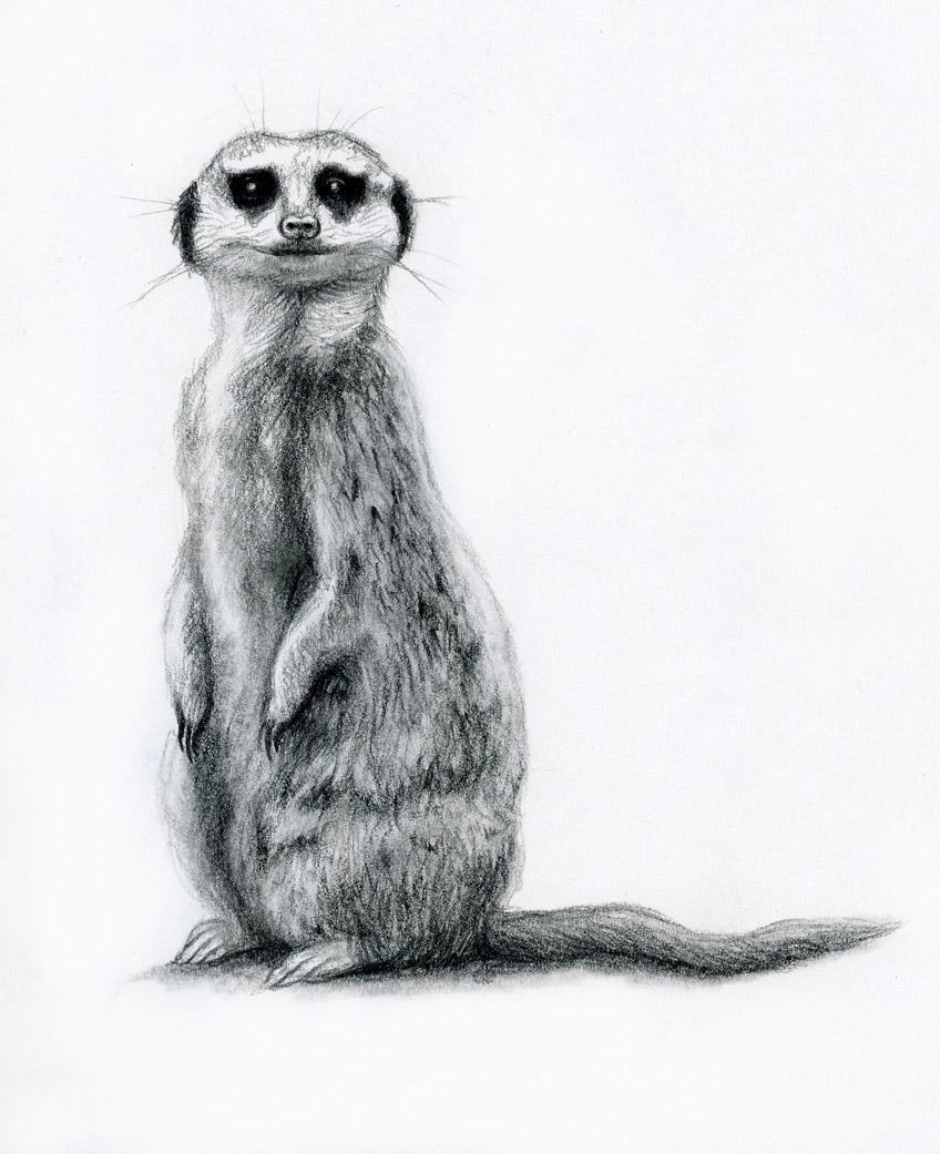 Meerkat by rebekahlynn on DeviantArt