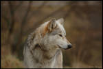 Male wolf by Taseevo