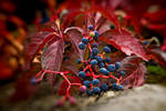 Autumn Blues by Nikonoclaste