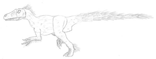 Sinocalliopteryx 0810.31 by Dilong-paradoxus