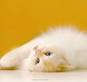 dreamy orange by vi-ol-et