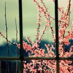 Caged Beauty by Shiin15