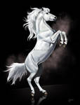 White horse by AonikaArt