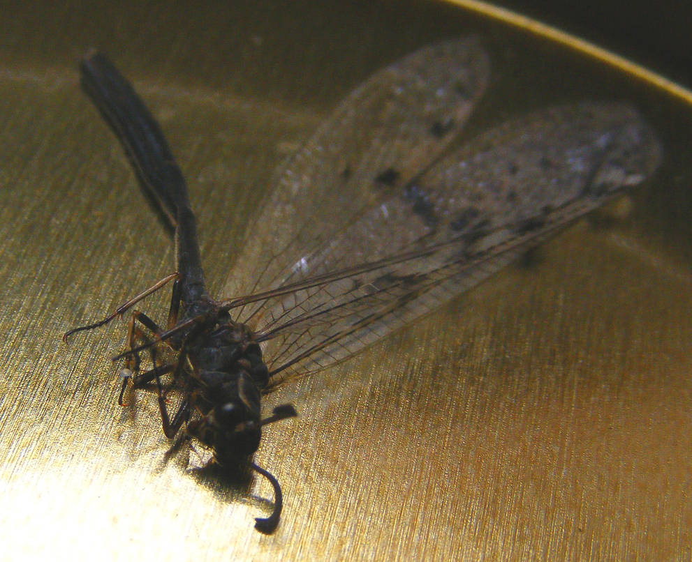 Dead dragonfly by AndrewMcCory on DeviantArt