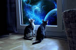 kitties dreams by Calitha-Lena