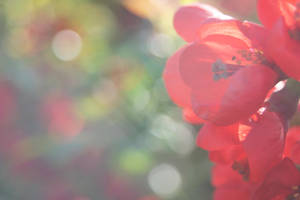 Red and other colours by elisiee