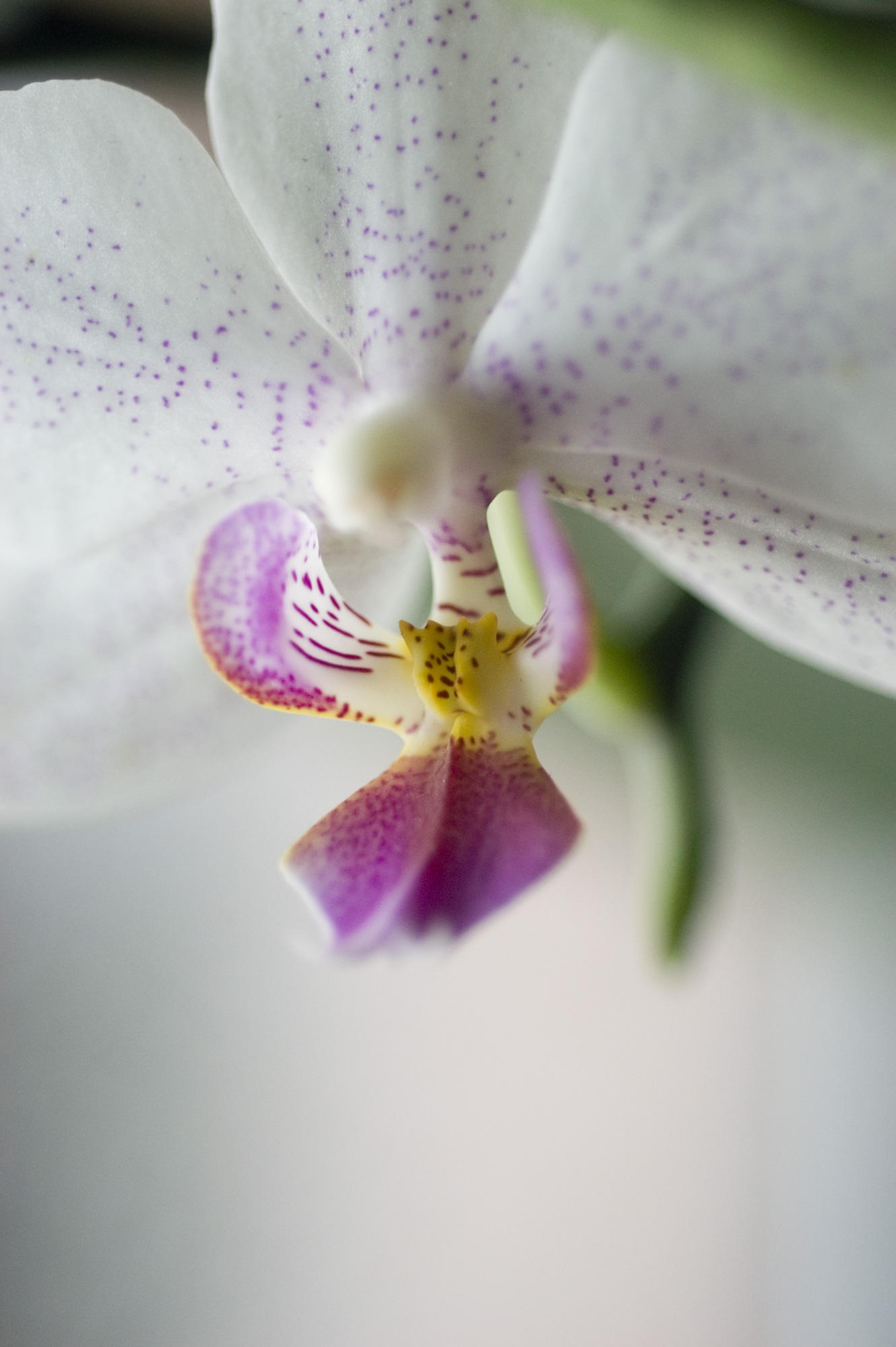 Orchid 02 by nighty-stock