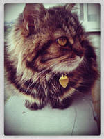 Cat by Svetlanadeviant