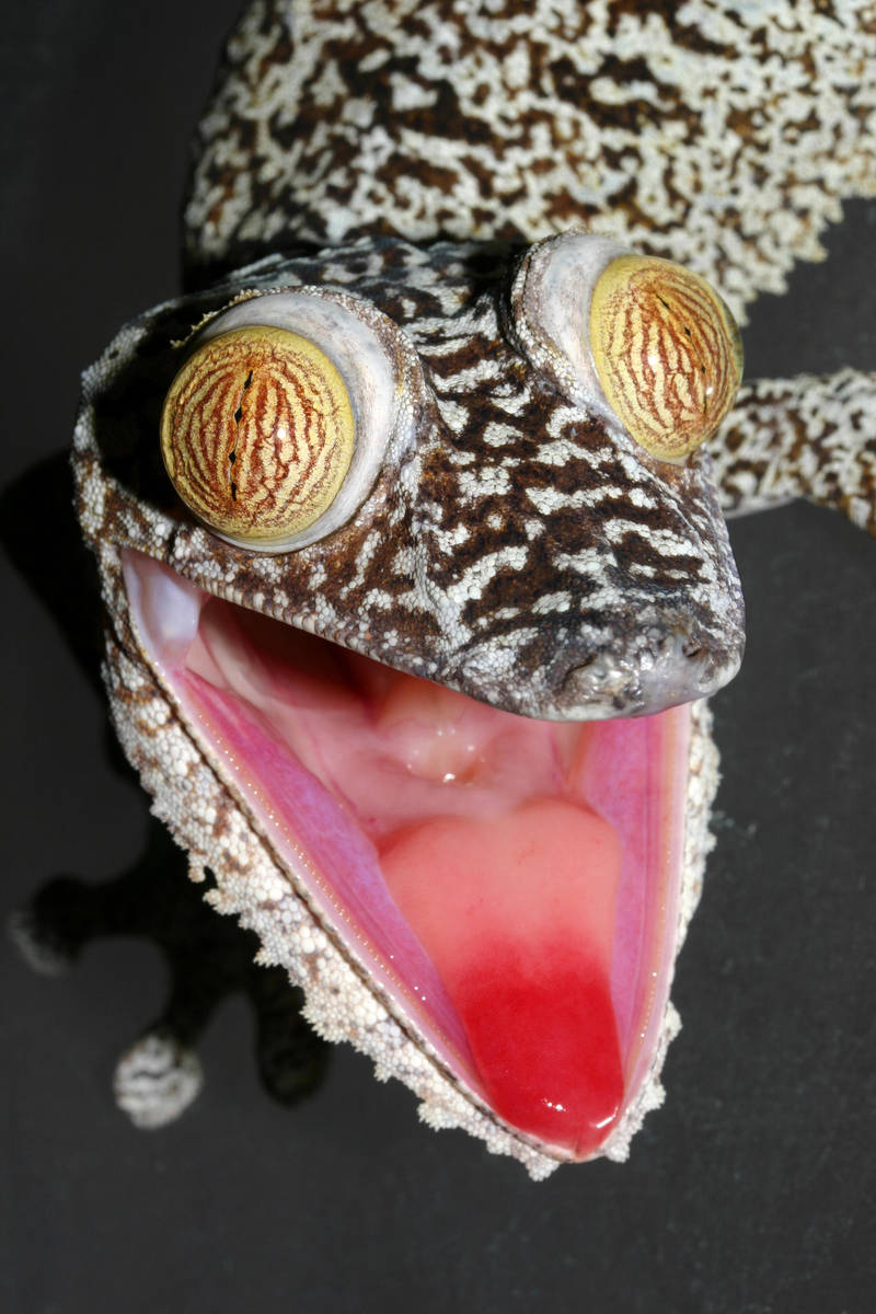 Screamer 2 by AngiWallace