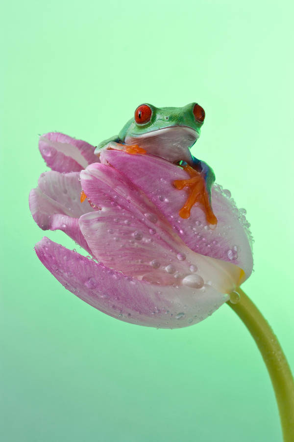Pink and green by AngiWallace