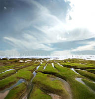 Green veins by PhilipMatthews