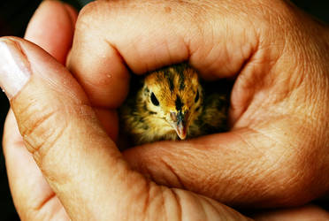 the chick by zombiemeena